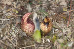 Skunk cabbage